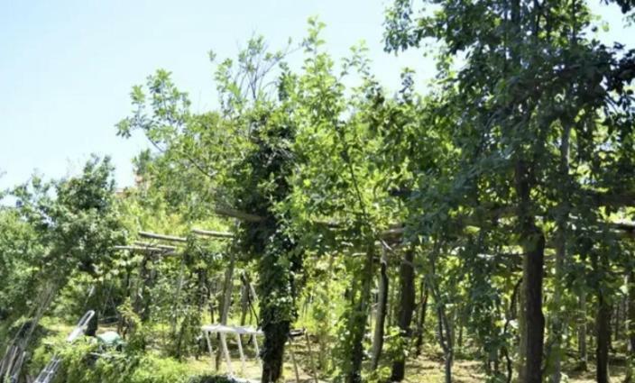 A Casa Di Pissi - Apartment رافيلّو المظهر الخارجي الصورة